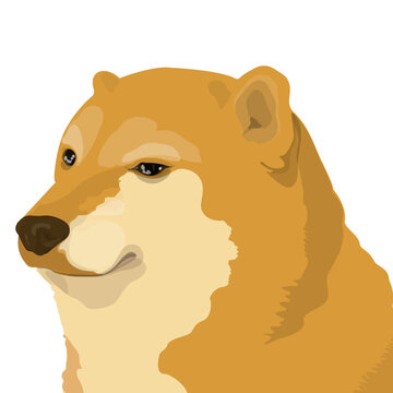 sad_shibainu