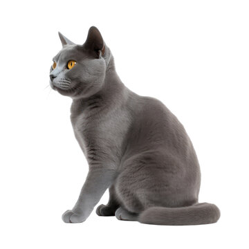 Chartreux cat isolated on transparent background,transparency 