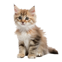 cute fluffy happy kitten isolated on transparent background,transparency 