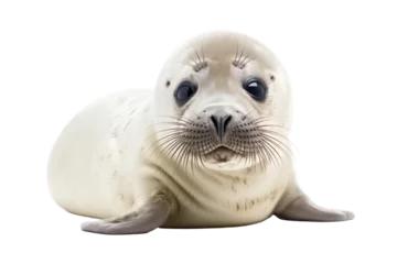 Foto op Aluminium baby seal isolated on transparent background,transparency  © SaraY Studio 