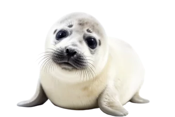 Foto op Aluminium baby seal isolated on transparent background,transparency  © SaraY Studio 