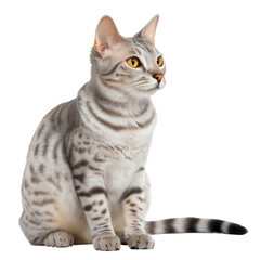 The Egyptain Mau Cat isolated on transparent background,transparency 