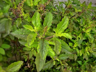 Non-toxic basil plant Can be used for cooking and is also an herb that helps maintain health.