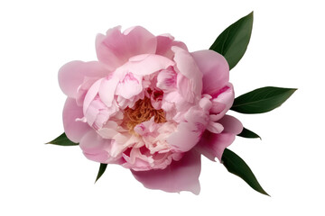 Peony isolated on transparent background,transparency 