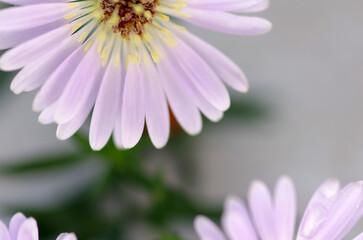 Delicate flowers close-up. Purple Flowers