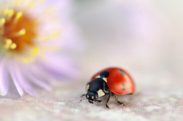 Ladybug crawling on grey background