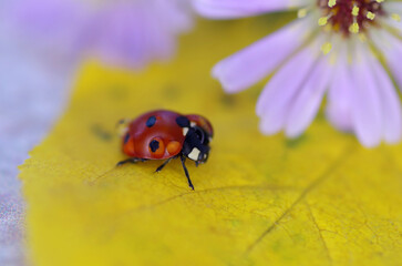 Ladybug crawling on a beautiful leaf