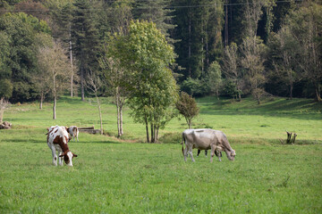 Great and wonderfull cattle raze of north italy