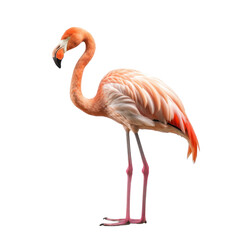 flamingo isolated on transparent background,transparency 