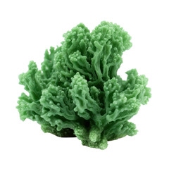 Green reef coral isolated on transparent background,transparency 