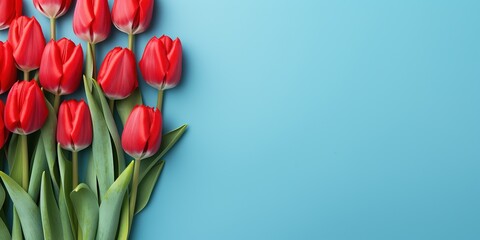 Holiday banner with red tulips. Spring flowers on blue background with copy space. Greeting card for Valentine's Day, Woman's Day and Mother's Day holidays. Flat lay, banner size - Powered by Adobe