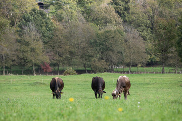 Great and wonderfull cattle raze of north italy