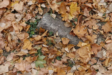 Brown fallen leaves around concrete slab in October