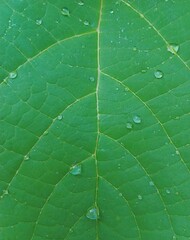 Close up view of green leaves background. Nature foliage leaf texture with morning dew. Natural green background concept.