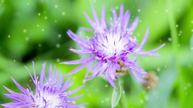 Beautiful blooming purple violet flower with thin petals and stamen on blurred green background close-up. Many white blurry fluffy fluff spots flying in air around flower. Natural nature Seamless loop