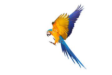 Colorful flying parrot isolated on transparent background png file