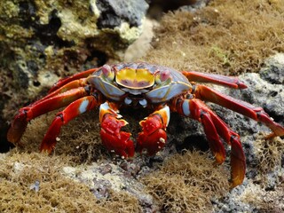Closeup of a red crab perched on green moss