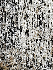 Salt crust on the brushwood bundles of a graduation house