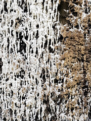 Salt crust on the brushwood bundles of a graduation house