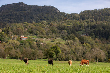 Amazing catlle in italian pastures