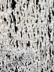 Salt crust on the brushwood bundles of a graduation house