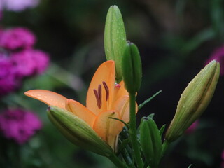 Salmon lily on the background of large green leaves and small purple flowers