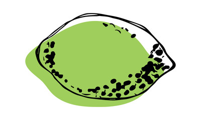 Vector lime clipart. Hand drawn citrus icon. Fruit illustration. For print, web, design, decor