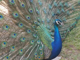 Obraz premium Close-up view of peacock with spread feathers. Colorful.