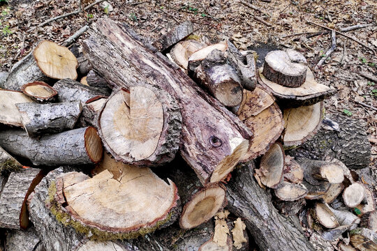 Pile of firewood in the forest