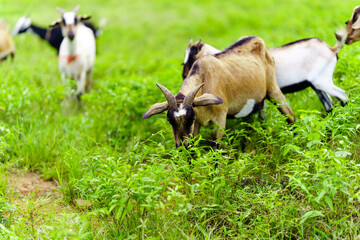 Obraz premium A herd of goats grazes in the green field.