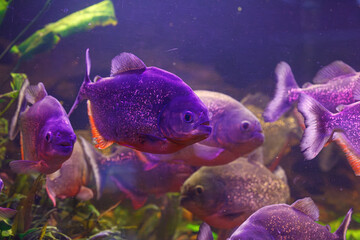 underwater photography of fish Pygocentrus nattereri