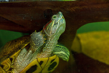 underwater photography of fish Trachemys scripta elegans