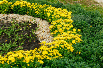 Beautiful chrysanthemum bushes yellow, red, white, pink, red colors