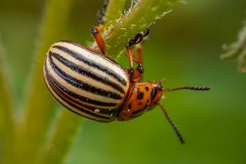 Colorado potato beetle on potato sprouts close-up