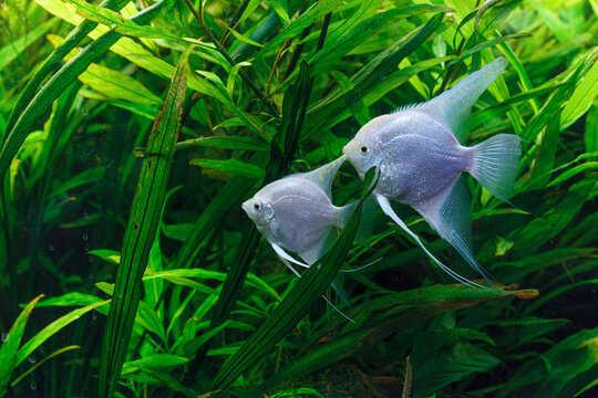 underwater photography of barbus tetrazona fish