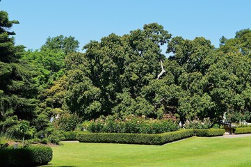 Obraz premium Scenic view of the Royal Botanic Gardens in Sydney, Australia with the lush green trees