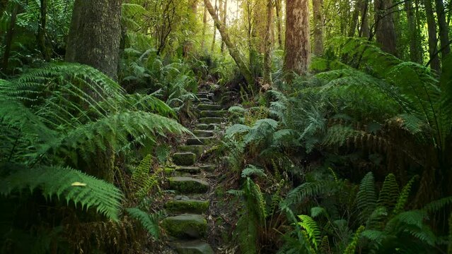 Tasmania Australia forest nature hiking trail path way through jungle