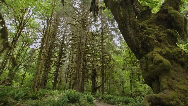 Camera pans from moss covered trees to path through lush temperate rain forest
