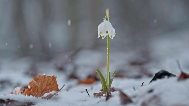 Flowering Spring Snowflake Leucojum vernum surrounded by snow, light snowfall