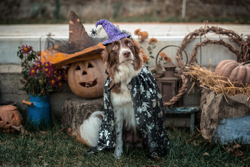 red-and-white border collie dog in a carnival costume sits against the background of Halloween pumpkins and autumn decor