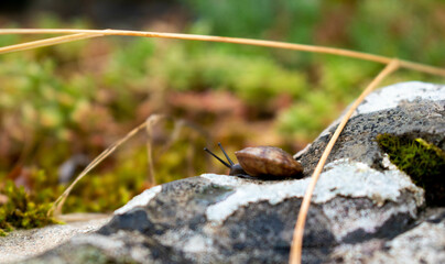 Caracol relajándose bajo la lluvia