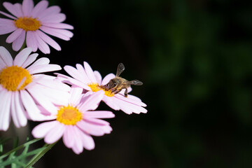 Obraz premium Abeja recolectando néctar de una flor rosa