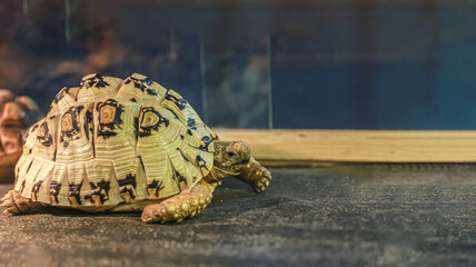 Space is available on a beautiful turtle with a very beautiful shell