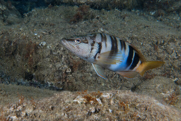 Painted comber (Serranus scriba) in Mediterranean Sea