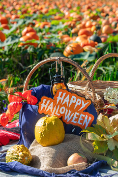 Pumpkins with fesalis in a wicker basket. Autumn decor for Halloween or Thanksgiving in nature