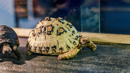 Two beautiful turtles of different types