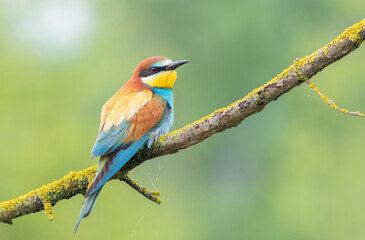 European bee-eater, merops apiaster. Early in the morning, a bird sits on a beautiful branch