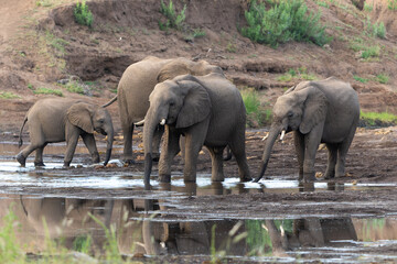 Elephant herd walking in the green season in a Game Reserve in the Tuli Block in Botswana.