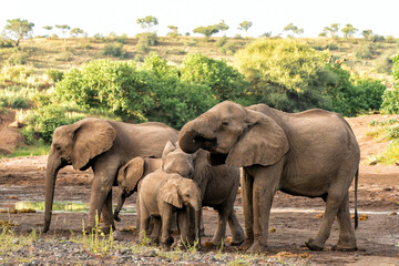 Elephant herd walking in the green season in a Game Reserve in the Tuli Block in Botswana.