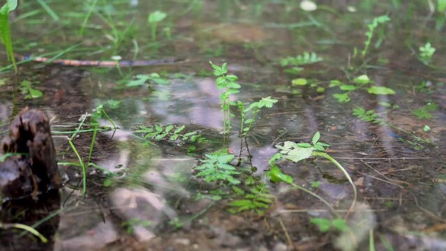 A clear stream on Luya Mountain